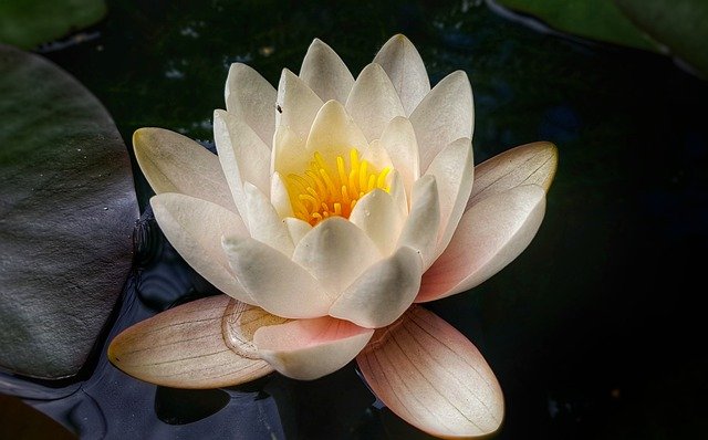 Free download water lily l pond flower petals free picture to be edited with GIMP free online image editor