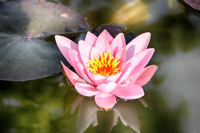 Muat turun percuma Water Lily Nature - foto atau gambar percuma untuk diedit dengan editor imej dalam talian GIMP