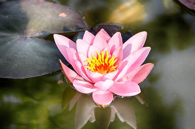 Bezpłatne pobieranie Water Lily Nature - bezpłatne zdjęcie lub obraz do edycji za pomocą internetowego edytora obrazów GIMP