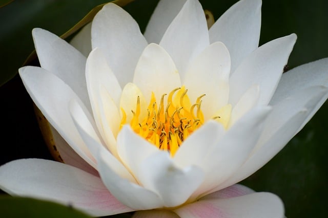 Free download water lily nature blossom bloom free picture to be edited with GIMP free online image editor