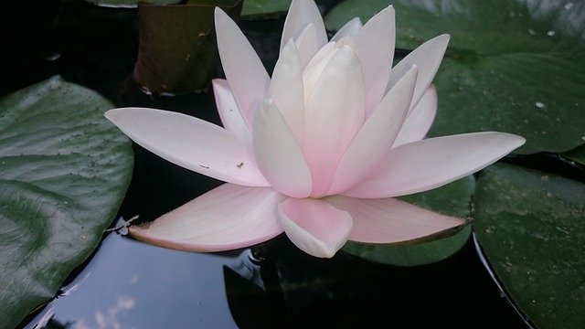 Muat turun percuma Water Lily Nature Flowers - foto atau gambar percuma untuk diedit dengan editor imej dalam talian GIMP