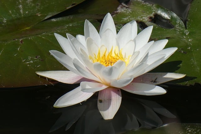 Free download water lily nature pond water plant free picture to be edited with GIMP free online image editor
