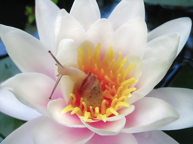 Téléchargement gratuit de la fleur de nénuphar Nymphaea - photo ou image gratuite à éditer avec l'éditeur d'images en ligne GIMP