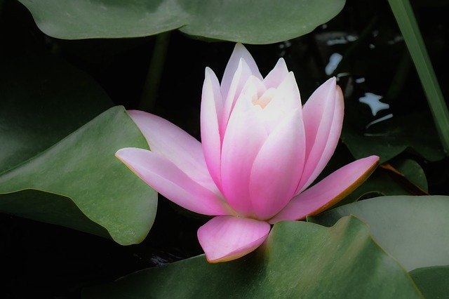 Free download Water Lily Pink Flower -  free photo or picture to be edited with GIMP online image editor