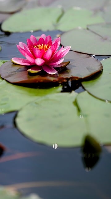 Free download waterlily pink flower green free picture to be edited with GIMP free online image editor