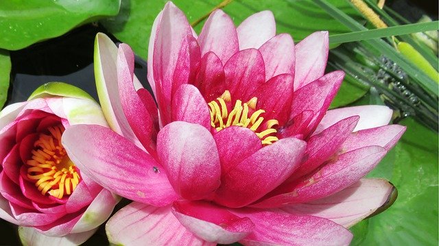 Free download Water Lily Pink Lotus -  free photo or picture to be edited with GIMP online image editor