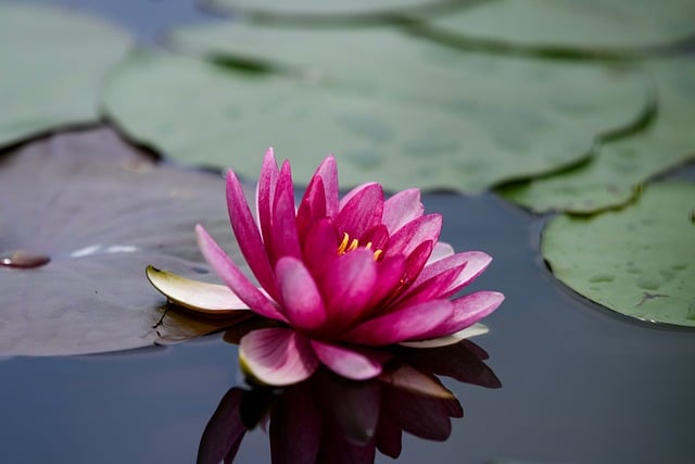 Free download waterlily pink petal flower free picture to be edited with GIMP free online image editor
