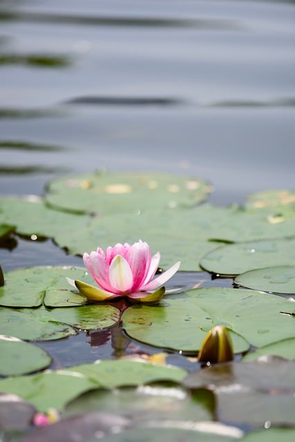 Free download waterlily pink petal flower leaf free picture to be edited with GIMP free online image editor
