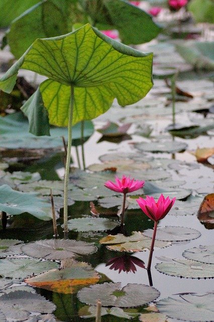 Free download Water Lily Pond Aquatic -  free photo or picture to be edited with GIMP online image editor