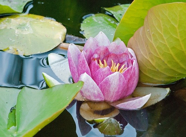 Descarga gratuita Water Lily Pond Biotope Lake - foto o imagen gratuita para editar con el editor de imágenes en línea GIMP
