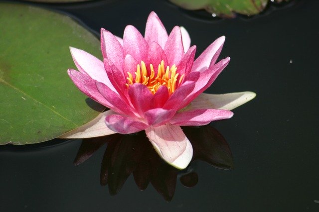 Descărcare gratuită șablon foto gratuit Water Lily Pond Blossom pentru a fi editat cu editorul de imagini online GIMP