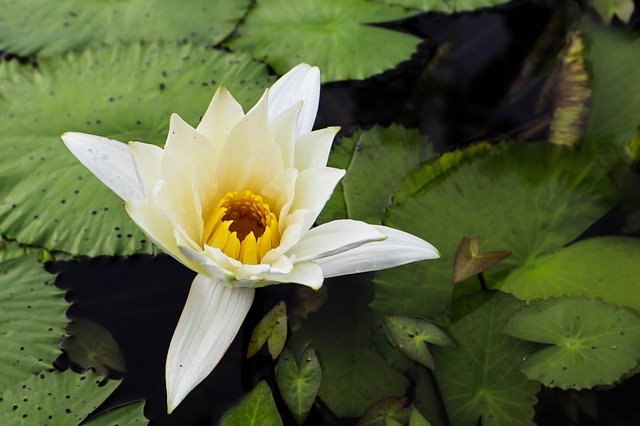 Muat turun percuma Water Lily Pond Nature - foto atau gambar percuma untuk diedit dengan editor imej dalam talian GIMP