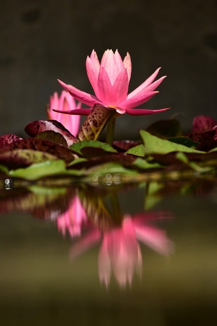 Free download water lily pond pink lily free picture to be edited with GIMP free online image editor