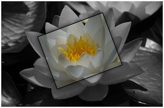 Free download Water Lily Pond Plant -  free photo or picture to be edited with GIMP online image editor