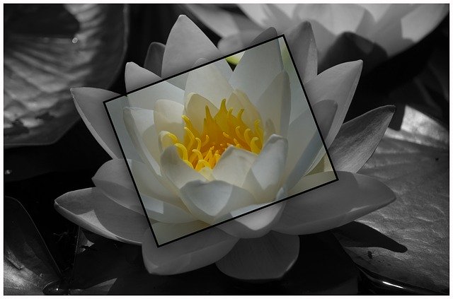 Gratis download Water Lily Pond Plant - gratis foto of afbeelding om te bewerken met GIMP online afbeeldingseditor