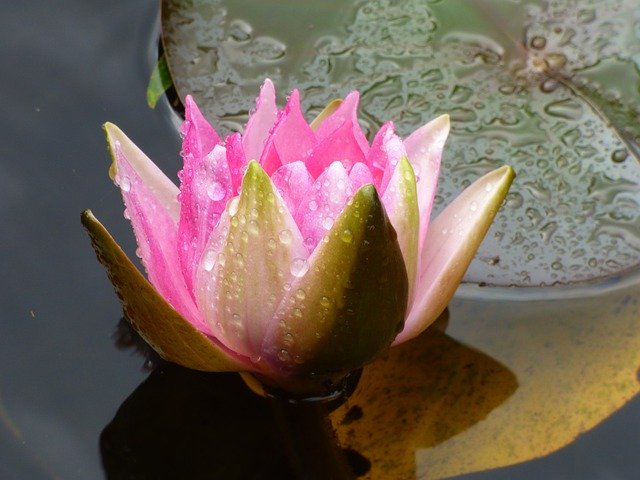 Kostenloser Download Water Lily Raindrop Pink - kostenloses Foto oder Bild zur Bearbeitung mit GIMP Online-Bildbearbeitung