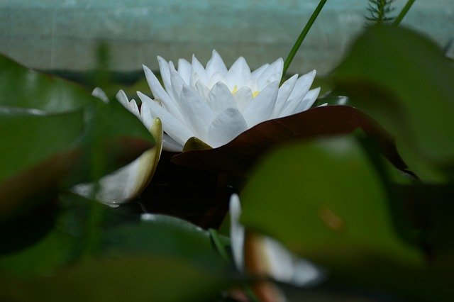 دانلود رایگان Water Lily Snow-White White - عکس یا تصویر رایگان قابل ویرایش با ویرایشگر تصویر آنلاین GIMP