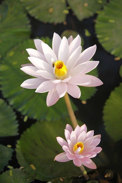 무료 다운로드 Water Lily Sung Pond - 무료 사진 또는 GIMP 온라인 이미지 편집기로 편집할 수 있는 그림