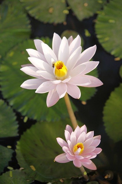 Descărcare gratuită Water Lily Sung Pond - fotografie sau imagini gratuite pentru a fi editate cu editorul de imagini online GIMP