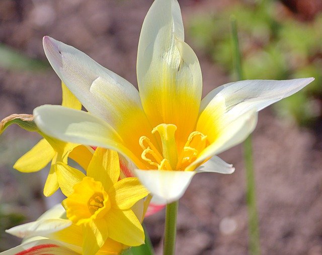 Free download water lily tulips yellow flowers free picture to be edited with GIMP free online image editor