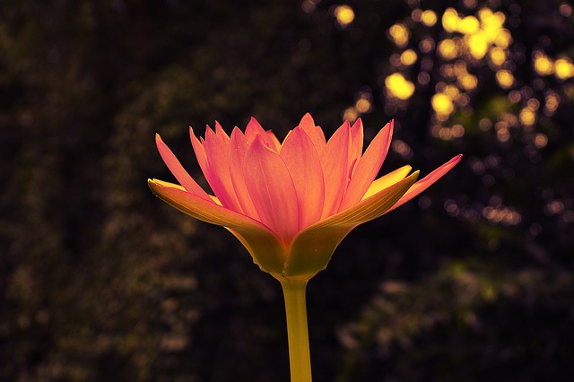 Free download water lily united gun da lat free picture to be edited with GIMP free online image editor