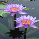 Water lily wallpaper  screen for extension Chrome web store in OffiDocs Chromium