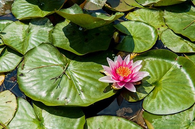 Descarga gratuita Waterlily Water Pond: foto o imagen gratuita para editar con el editor de imágenes en línea GIMP