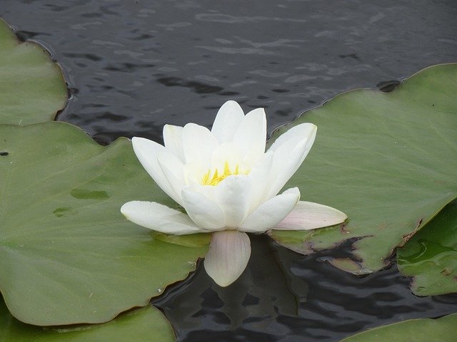 Unduh gratis Water Lily White - foto atau gambar gratis untuk diedit dengan editor gambar online GIMP