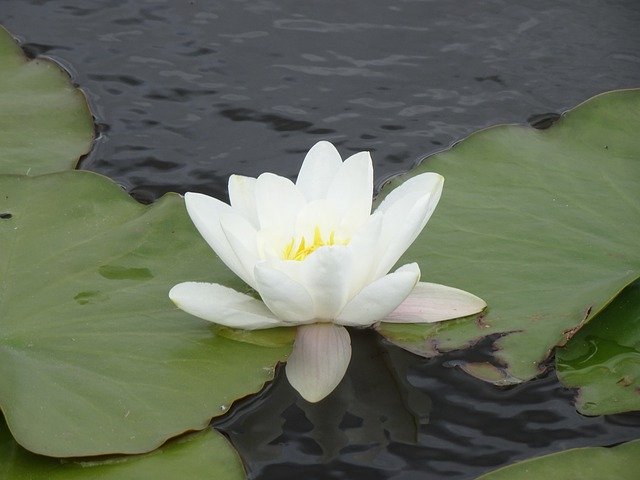 Download gratuito Water Lily White: foto o immagine gratuita da modificare con l'editor di immagini online GIMP