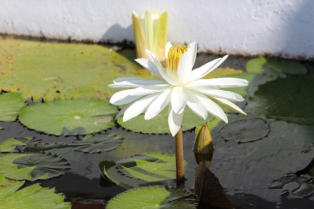 Unduh gratis Water Lily White Flower - foto atau gambar gratis untuk diedit dengan editor gambar online GIMP