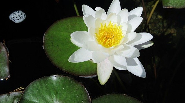 Unduh gratis Water Lily White Lotus - foto atau gambar gratis untuk diedit dengan editor gambar online GIMP