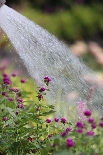 Free graphic water nature garden india purple to be edited by GIMP free image editor by OffiDocs