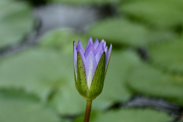 Kostenloser Download Water Plant Lily Flower - kostenlose Illustration, die mit dem kostenlosen Online-Bildeditor GIMP bearbeitet werden kann