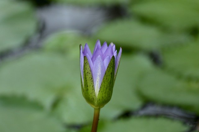 Free download Water Plant Lily Flower -  free illustration to be edited with GIMP free online image editor