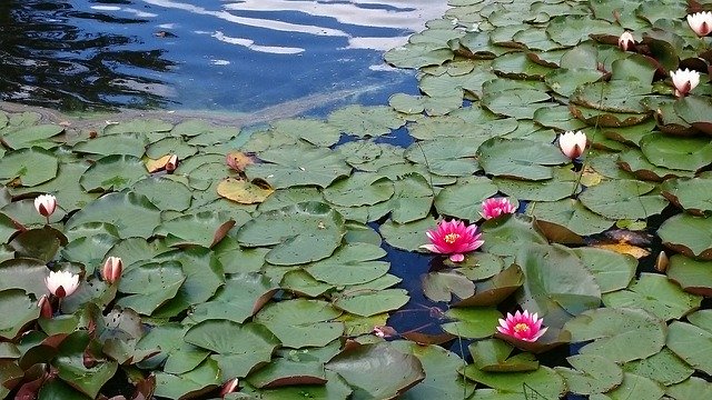 Free download Water Pond Flowers In -  free photo or picture to be edited with GIMP online image editor