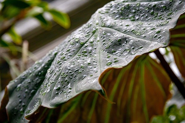 Free download Water Rain Grenn -  free photo or picture to be edited with GIMP online image editor