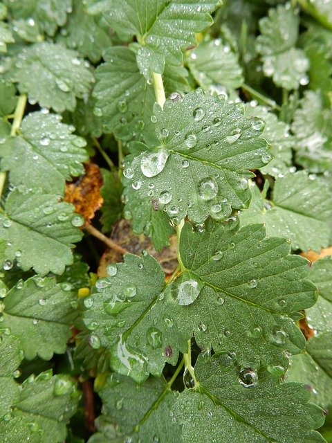 Bezpłatne pobieranie Water Rain Leaves - bezpłatne zdjęcie lub obraz do edycji za pomocą internetowego edytora obrazów GIMP