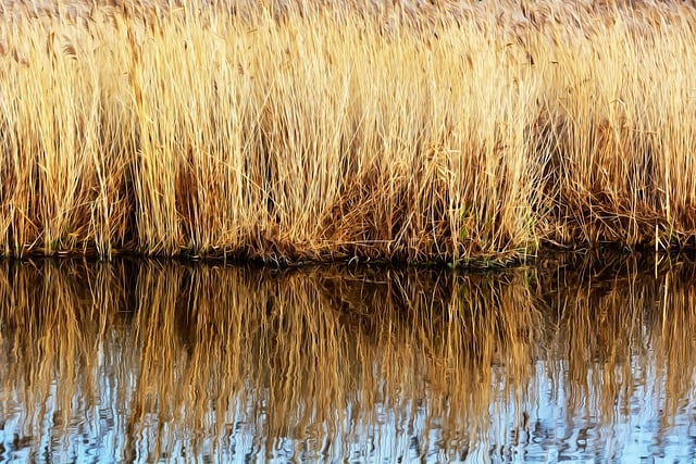 Бесплатно скачать изображение водяного тростника, отражающее мягкую бесплатную картинку для редактирования с помощью бесплатного онлайн-редактора изображений GIMP