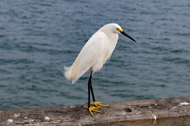 Free download waters bird nature wildlife animal free picture to be edited with GIMP free online image editor