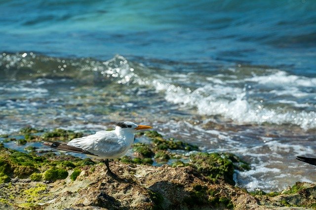 دانلود رایگان Water Sea Rock - عکس یا تصویر رایگان برای ویرایش با ویرایشگر تصویر آنلاین GIMP