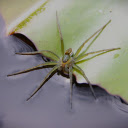 Water spider  screen for extension Chrome web store in OffiDocs Chromium