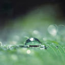 Water stagnant on banana leaves  screen for extension Chrome web store in OffiDocs Chromium