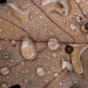 Water stagnates on dry leaves  screen for extension Chrome web store in OffiDocs Chromium