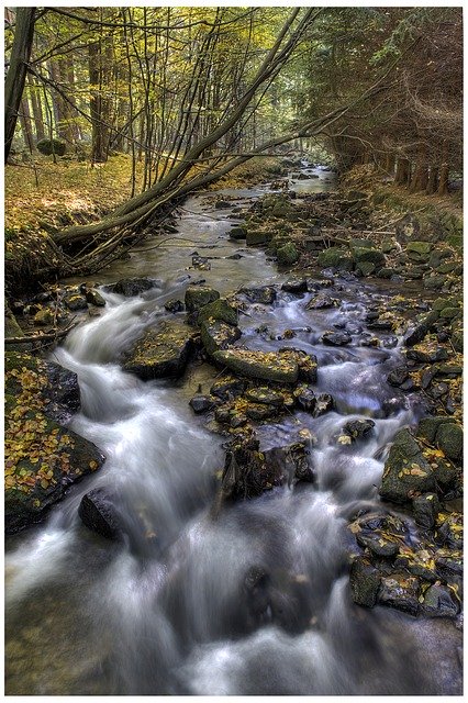 Gratis download Water Stones Forest - gratis foto of afbeelding om te bewerken met GIMP online afbeeldingseditor