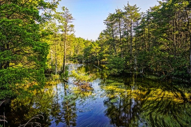 Unduh gratis Water Stream Landscape - foto atau gambar gratis untuk diedit dengan editor gambar online GIMP