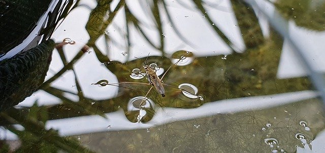 Free download Water Striders Flea Animal -  free photo or picture to be edited with GIMP online image editor