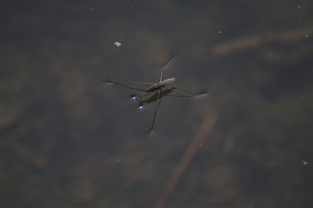 Free download Water Striders Pond Nature -  free photo or picture to be edited with GIMP online image editor