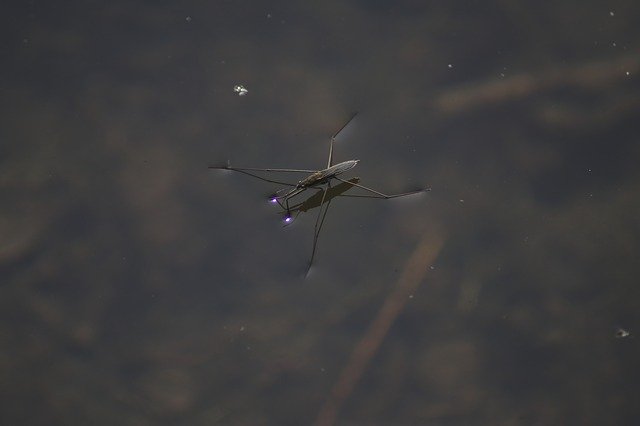 Безкоштовно завантажте Water Striders Pond Nature — безкоштовну фотографію або малюнок для редагування за допомогою онлайн-редактора зображень GIMP