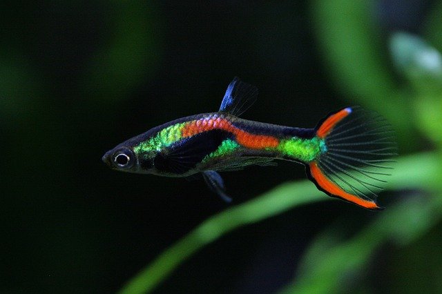 دانلود رایگان Water Tank Aquarium Tropical Fish - عکس یا تصویر رایگان قابل ویرایش با ویرایشگر تصویر آنلاین GIMP