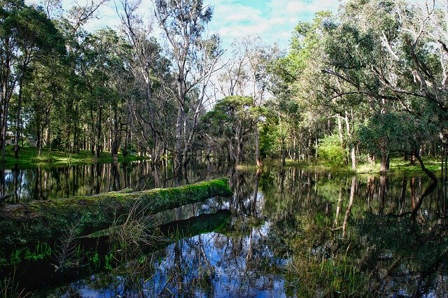 Kostenloser Download Water Trees Nature - kostenloses kostenloses Foto oder Bild zur Bearbeitung mit GIMP Online-Bildbearbeitung